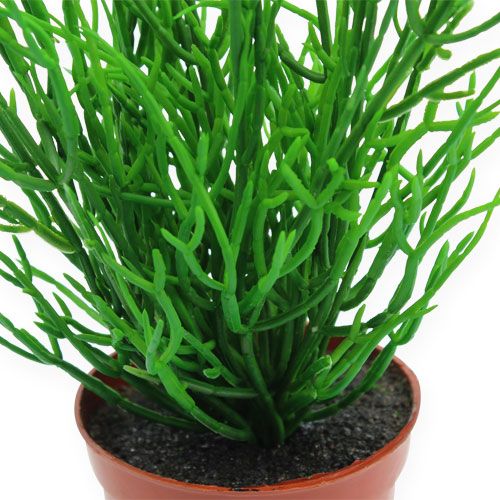 Floristik24 Rhipsalis in pot 32cm green