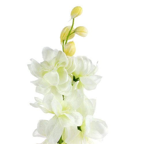 Floristik24 Delphinium White L60cm