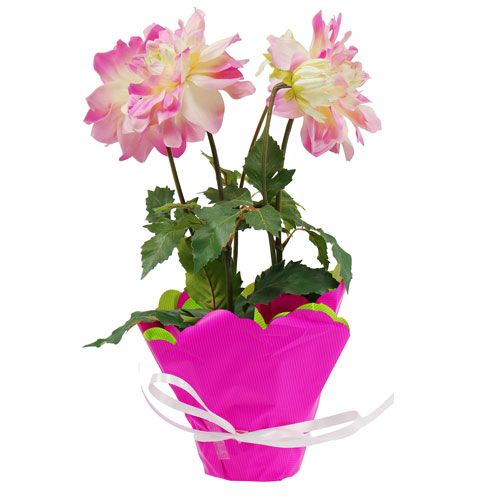 Floristik24 Rondella Ø48cm two-tone pink-green 50p