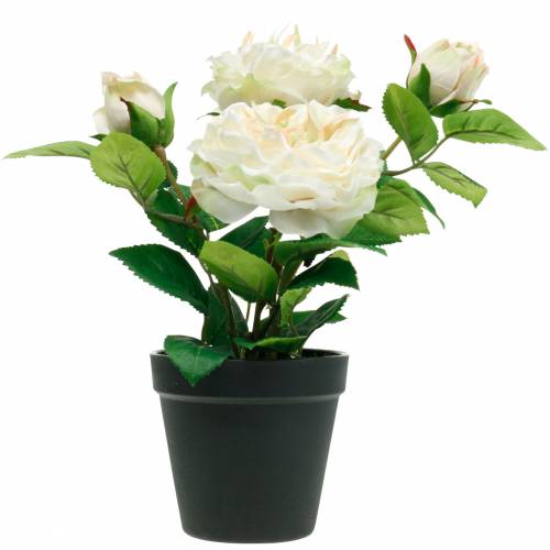 Floristik24 Peony in a pot, romantic decorative rose, silk flower cream white