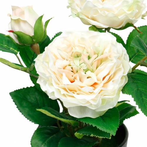 Floristik24 Peony in a pot, romantic decorative rose, silk flower cream white