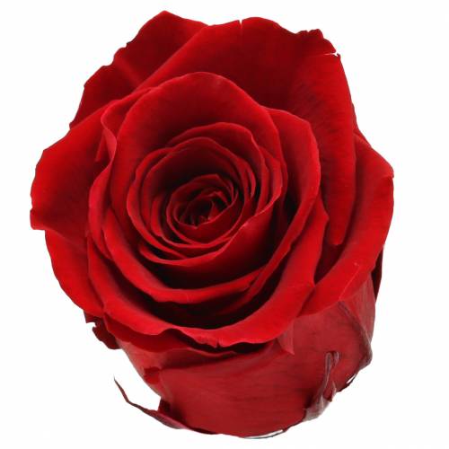 Infinity roses large Ø5.5-6cm red 6pcs