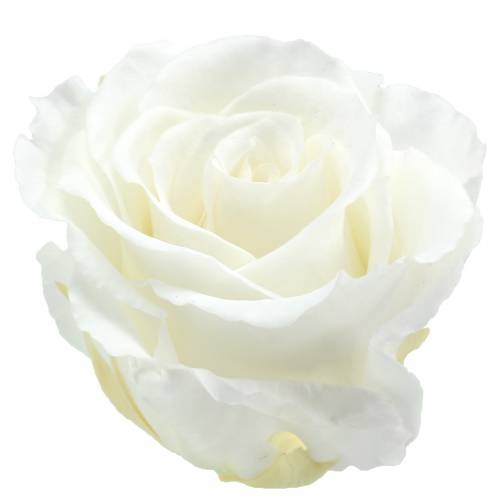 Infinity roses large Ø5.5-6cm white 6pcs