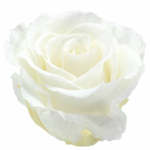Infinity Roses Large Ø5.5-6cm White 6 pcs