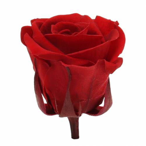 Product Preserved roses medium Ø4-4.5cm red 8pcs