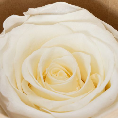 Product Preserved Rose Heads, Durable Table Decoration for a Romantic Atmosphere, Wedding Decoration, 5cm, 6 Pieces