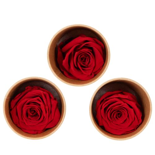 Product Preserved Roses Decorative Romantic Accentuate for Living Spaces or Weddings 5cm 6pcs