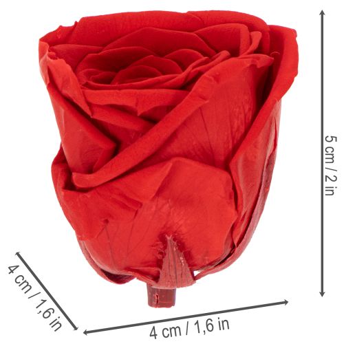 Product Preserved Roses Decorative Romantic Accentuate for Living Spaces or Weddings 5cm 6pcs