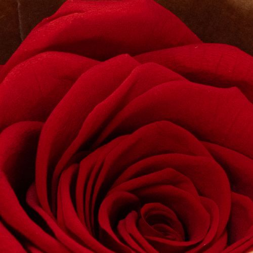 Product Preserved Roses Decorative Romantic Accentuate for Living Spaces or Weddings 5cm 6pcs