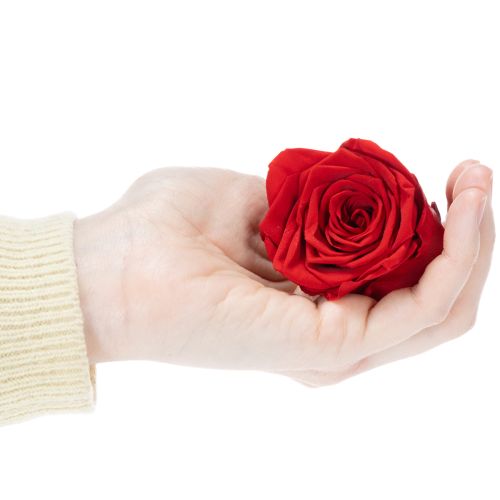 Product Preserved Roses Decorative Romantic Accentuate for Living Spaces or Weddings 5cm 6pcs