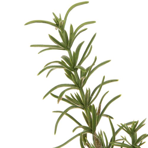 Floristik24 Rosemary Artificial Herbs with 8 Branches and Stem 32cm 3 Pcs
