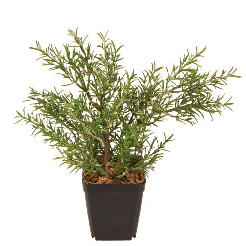Floristik24 Rosemary in Pot Artificial Herbs Green Plants H24cm