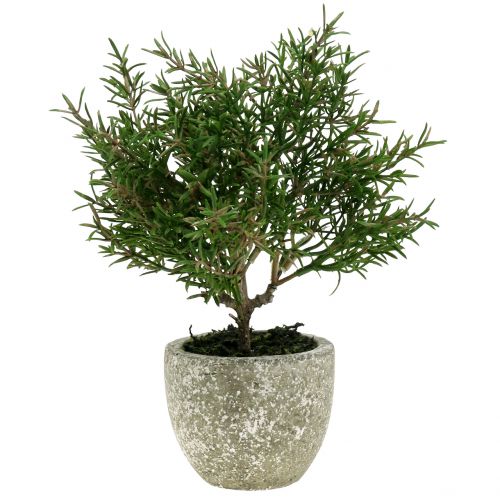 Floristik24 Artificial rosemary bush in a 23cm pot