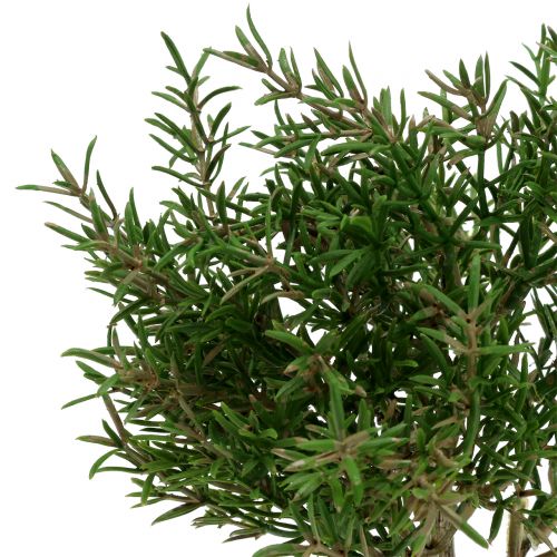 Floristik24 Artificial rosemary bush in a 23cm pot