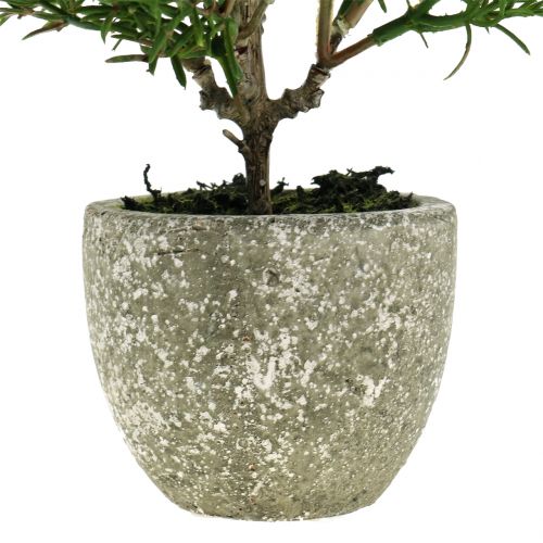 Floristik24 Artificial rosemary bush in a 23cm pot