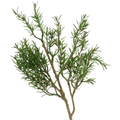 Floristik24 Rosemary branch 36cm 3pcs