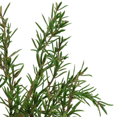 Product Rosemary branch 36cm 3pcs