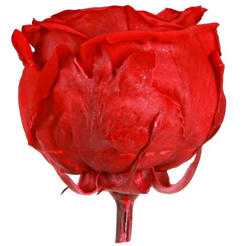 Floristik24 Red Roses Infinity Roses Real Rose Heads Red Ø6cm 6 pcs