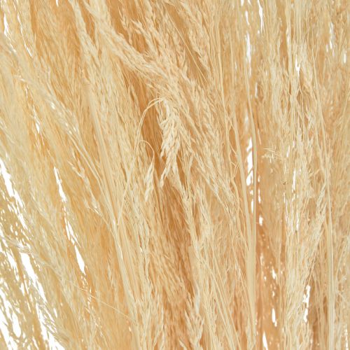 Floristik24 Bent Grass Agrostis Capillaris Dry Grass Bleached 65cm 80g
