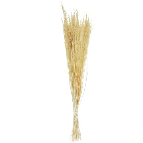 Floristik24 Bent Grass Agrostis Capillaris Dry Grass Bleached 65cm 80g