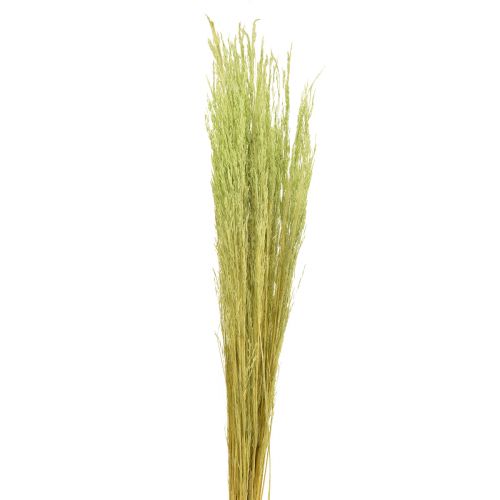 Product Bent Grass Agrostis Capillaris Dry Grasses Green 65cm 80g