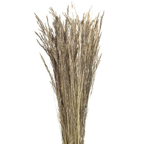 Product Bent Grass Agrostis Capillaris Dry Grass Nature 60cm 80g