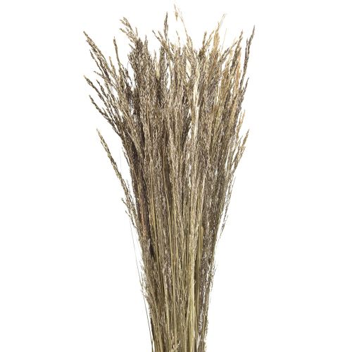 Floristik24 Bent Grass Agrostis Capillaris Dry Grass Nature 60cm 80g