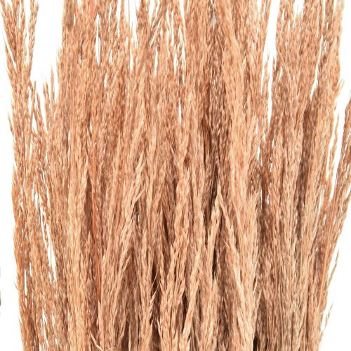 Product Red Bent Grass Agrostis Dry Grass Red Brown 65cm 80g