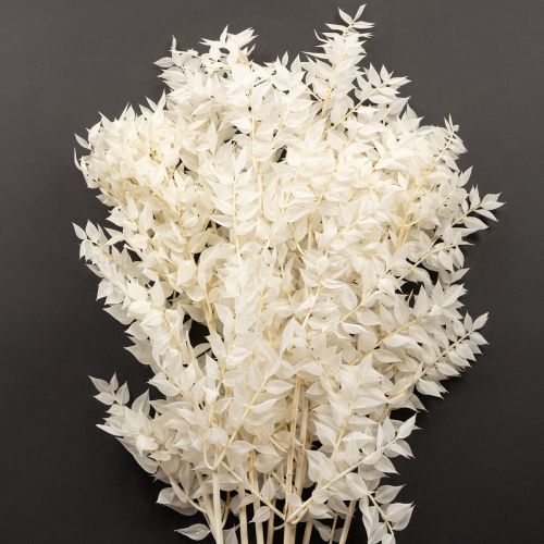 Floristik24 Ruscus branches decorative branches dried flowers bleached 10 pcs