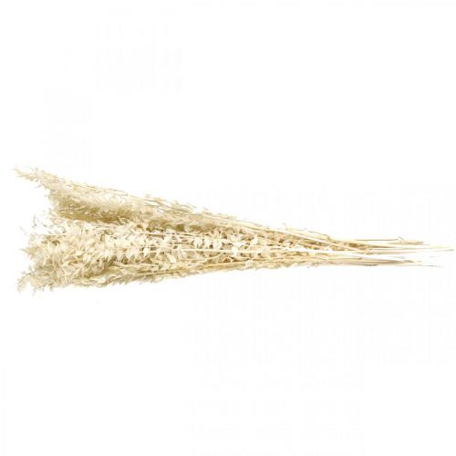 Floristik24 Ruscus twigs deco twigs dried flowers cream 200g