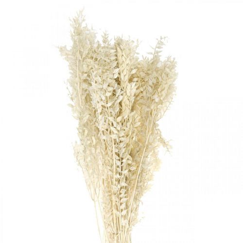 Floristik24 Ruscus twigs deco twigs dried flowers cream 200g