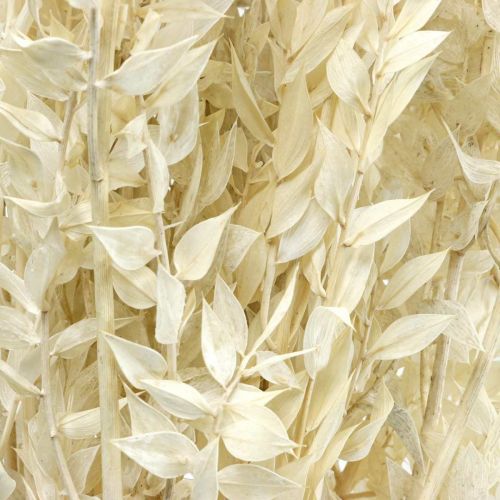 Floristik24 Ruscus twigs deco twigs dried flowers cream 200g