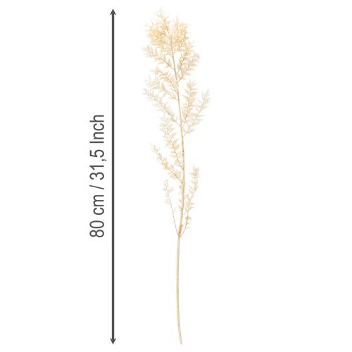 Dried ruscus decorative branch, bleached ruscus, 200g | Floristik24.co.uk