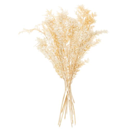 Dried ruscus decorative branch, bleached ruscus, 200g | Floristik24.co.uk