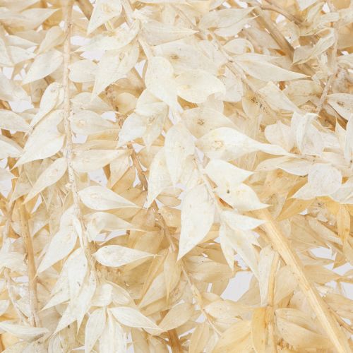 Dried ruscus decorative branch, bleached ruscus, 200g | Floristik24.co.uk