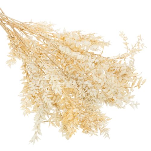 Dried ruscus decorative branch, bleached ruscus, 200g | Floristik24.co.uk