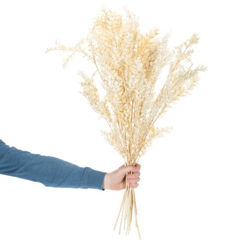 Dried ruscus decorative branch, bleached ruscus, 200g | Floristik24.co.uk