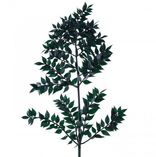 Floristik24 Ruscus Green Decorative Branches Dark Green 75-95cm 1kg