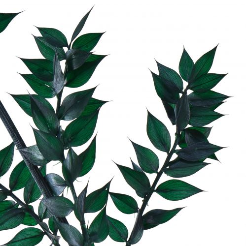 Product Ruscus Green Decorative Branches Dark Green 75-95cm 1kg