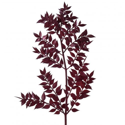 Floristik24 Ruscus Red Decorative Branches Dried Dark Red 75-95cm 1kg