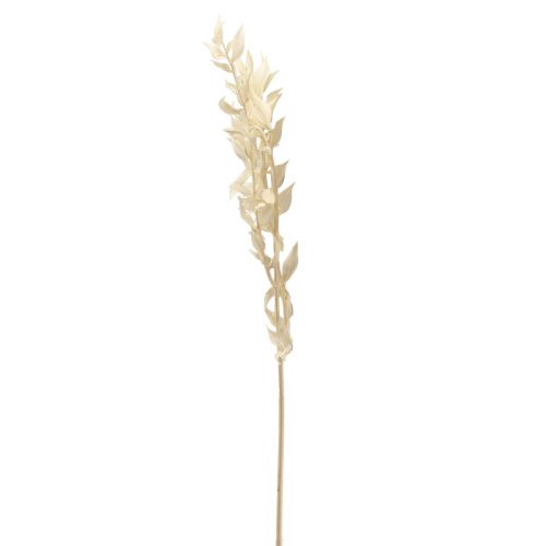 Product Ruscus dried decorative branch Ruscus bleached 62cm 1 pc