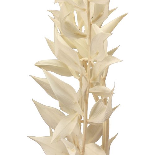 Product Ruscus dried decorative branch Ruscus bleached 62cm 1 pc