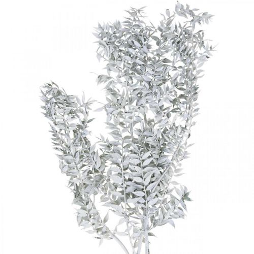 Floristik24 Ruscus sprigs, Butcher&#39;s broom, Dry plant White washed L58cm 80g