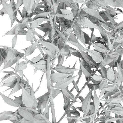 Floristik24 Ruscus sprigs, Butcher&#39;s broom, Dry plant White washed L58cm 80g