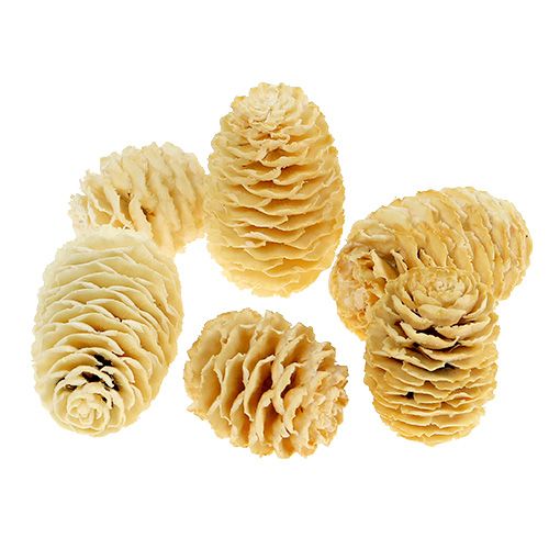 Floristik24 Sabulosum cones bleached 500g