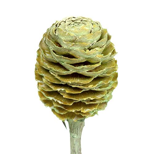 Product Sabulosum branch 4-6 Green frosted 25 pcs