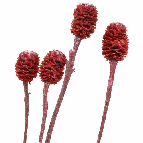 Floristik24 Deco branches Sabulosum red frosted 4-6 25 pieces