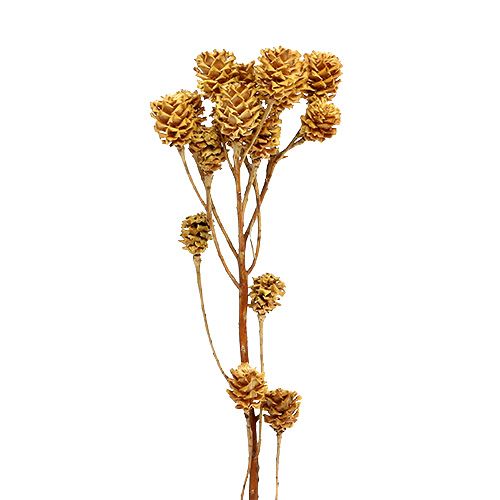 Floristik24 Salignum branch light leucadendron flowers on branch 25 pieces