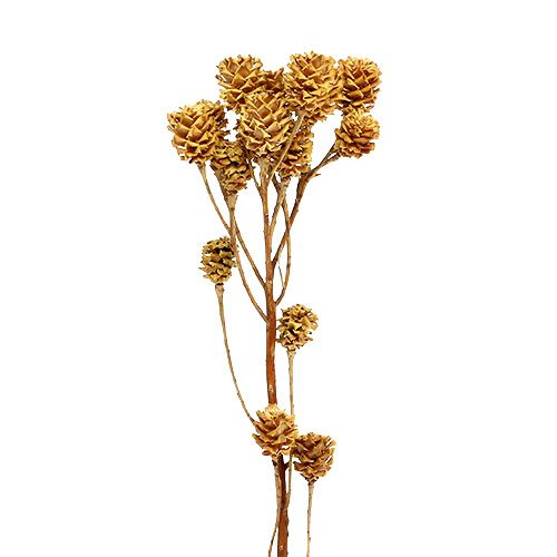 Floristik24 Salignum Branch Light Leucadendron Flowers on Branch 25 Pcs