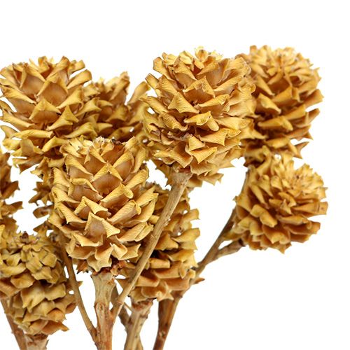 Product Salignum Branch Light Leucadendron Flowers on Branch 25 Pcs